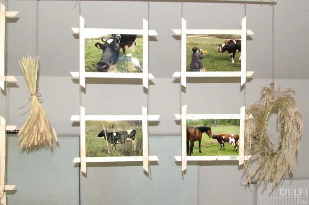 Ventspilī atklāta foto izstāde "Govju portreti" - 21