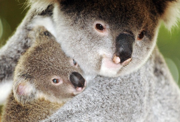 Franču koala