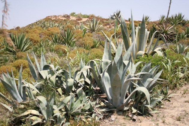 kaktusos gigantos