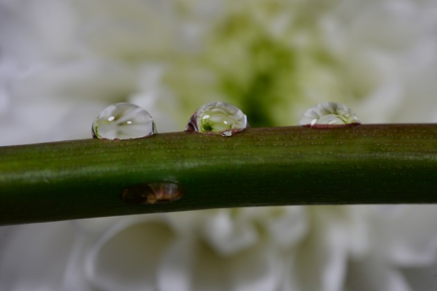 Drops - white chrysanthemum