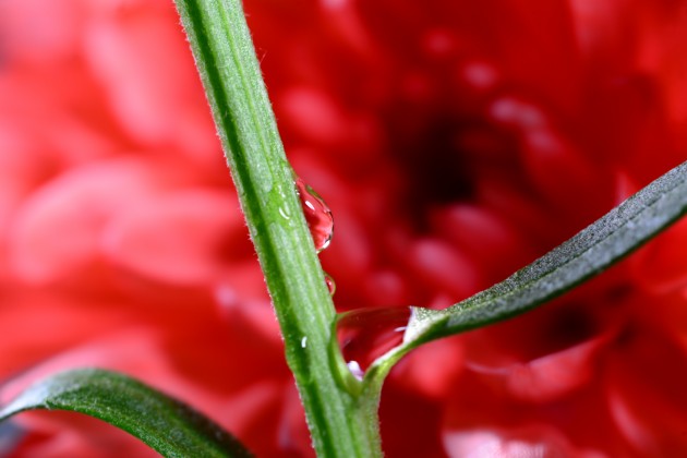Drops - red chrysanthemum