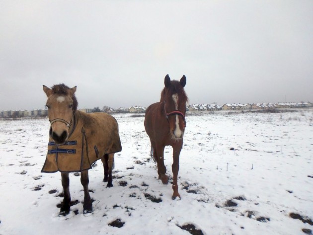 Zirgi uz sniega