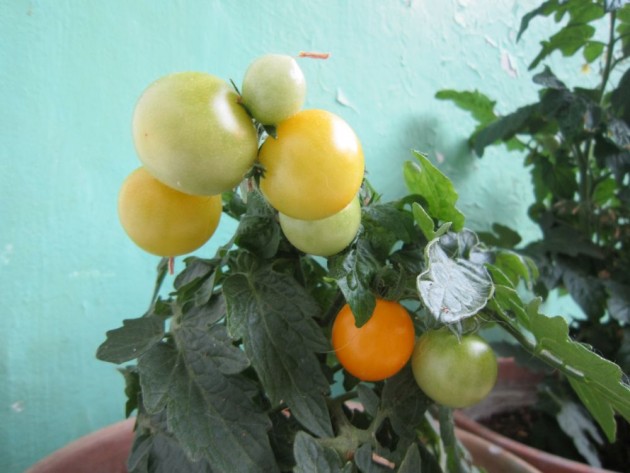 savie tomati-podā-2
