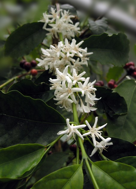 Salaspilī zied kafijas koks - 4