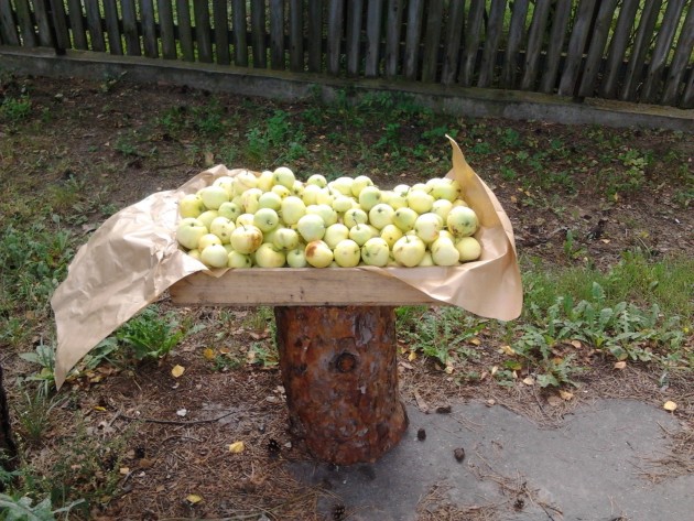 проспекте Вецакю добрые люди раздают яблоки