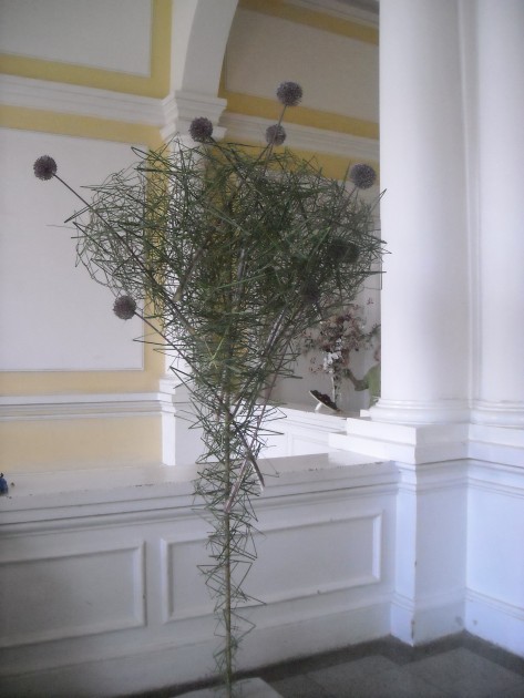 Latvijas floristu konkurss Jelgavā 2013 - 37