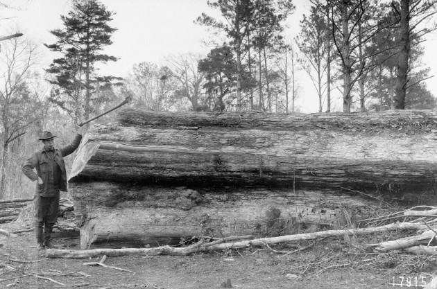 Superintendent of woods work for the Cypress Lumber Company