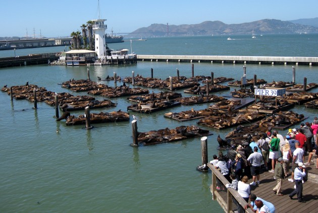 Sanfrancisko "Pier 39" jūras lauvas - 52