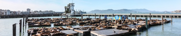 Sanfrancisko "Pier 39" jūras lauvas - 56