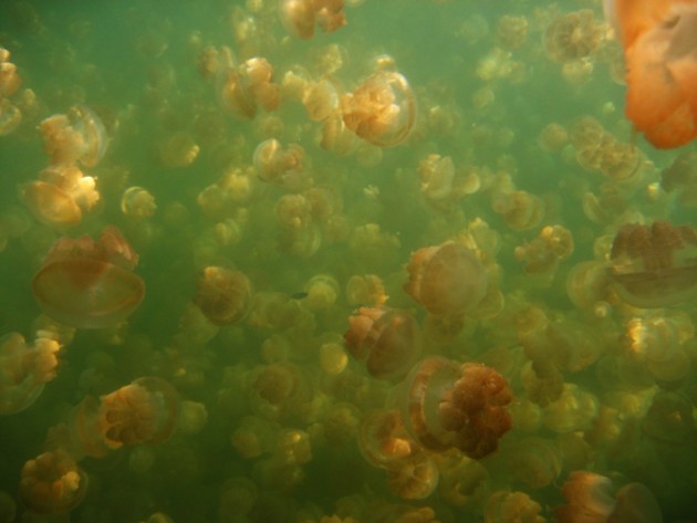Jellyfish Lake 05