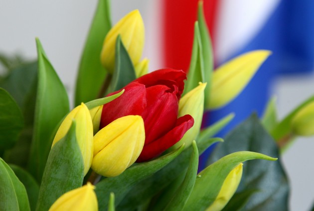 Nīderlande Latvijai dāvina jaunu tulpju šķirni - 12