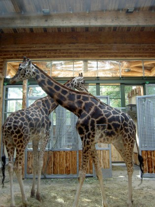 Abas žirafes