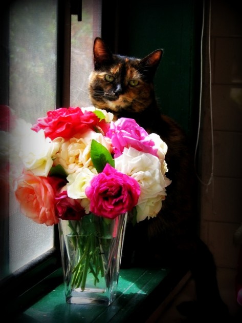 Kaķi un puķes - 15