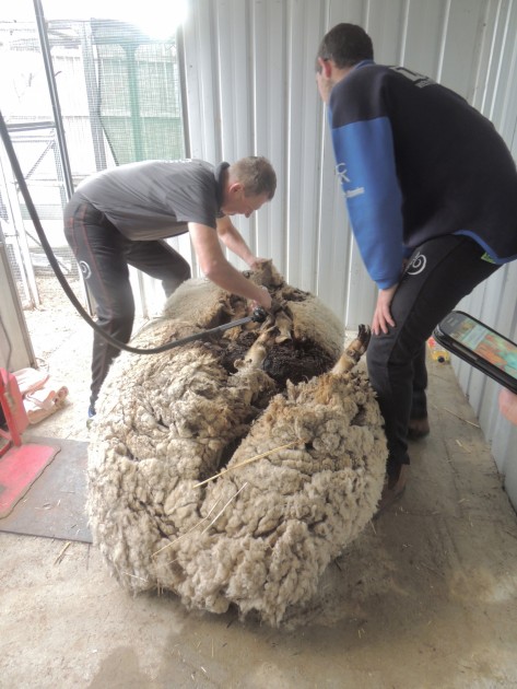 Australia Overgrown Sheep