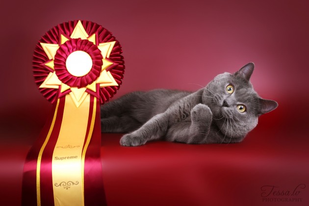 Tristans - Latvijas nominants Fife kaķu izstādē - 34