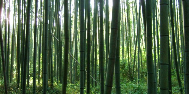 Bambusi - 5