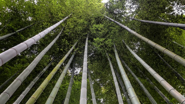Bambusi - 11