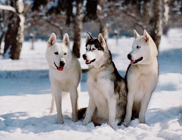 Sniega suņi - 3