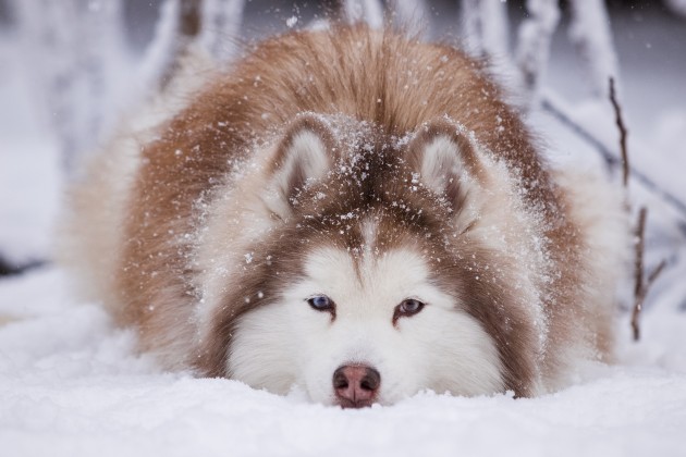Sniega suņi - 5