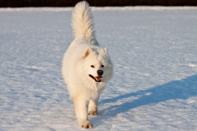 Sniega suņi - 7