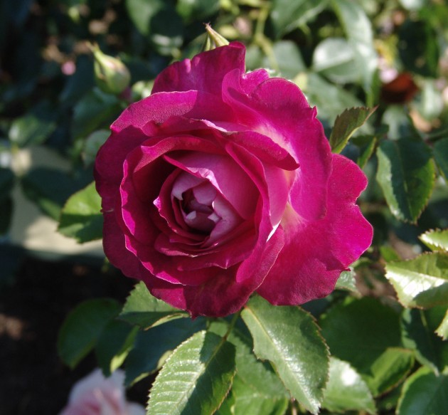 2015. gada rozes Rundāles pilī - 1