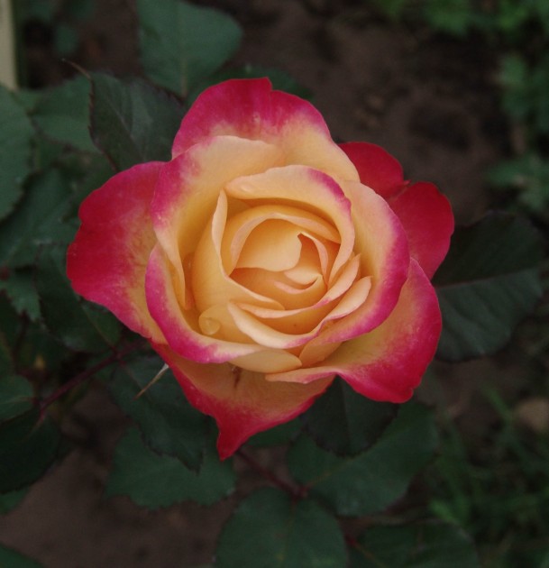 2015. gada rozes Rundāles pilī - 4