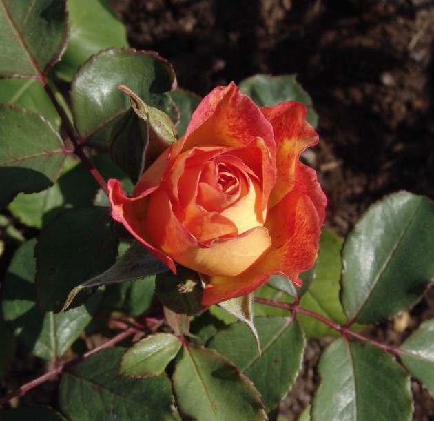 2015. gada rozes Rundāles pilī - 5