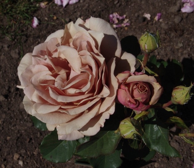 2015. gada rozes Rundāles pilī - 8