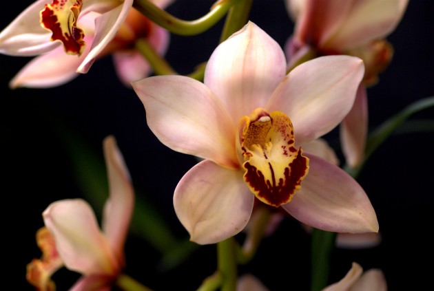 Orhideju šķirnes - 5
