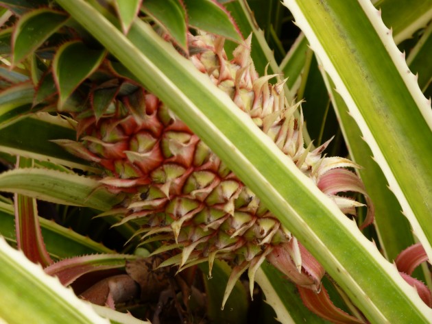 Kā dabā aug ananasi - 4