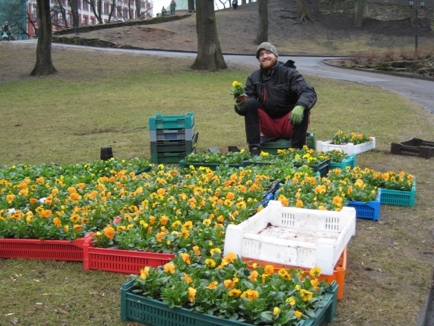 Pavasara puķes Rīgas parkos  - 6
