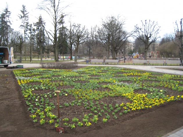 Pavasara puķes Rīgas parkos  - 11