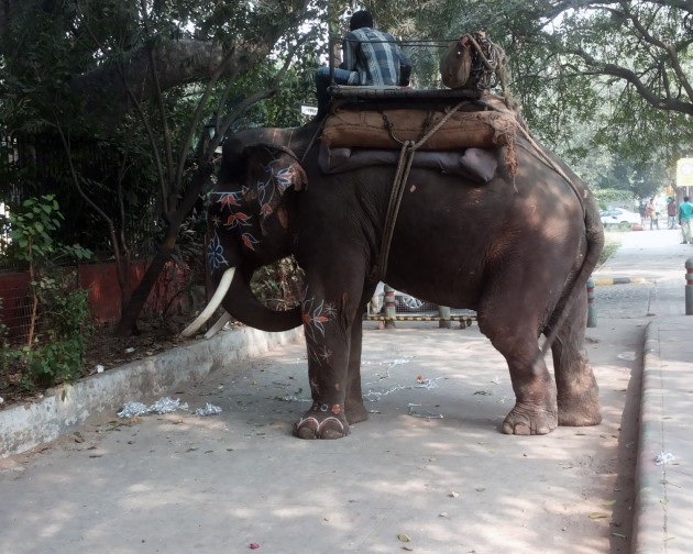 Dzīvnieki Indijā - 30