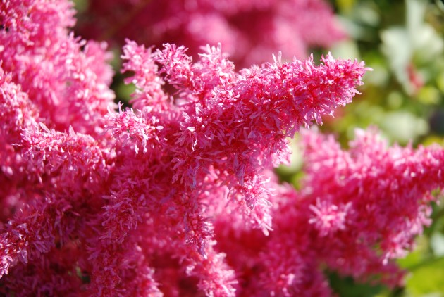 Rozā krāsa puķes - 3