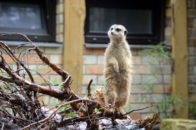 Atklāj surikatu jauno mītni Rīgas zoodārzā - 7