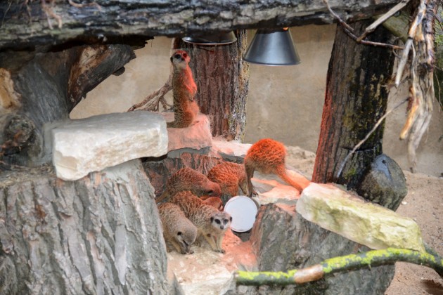 Atklāj surikatu jauno mītni Rīgas zoodārzā - 9