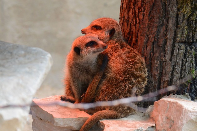 Atklāj surikatu jauno mītni Rīgas zoodārzā - 11