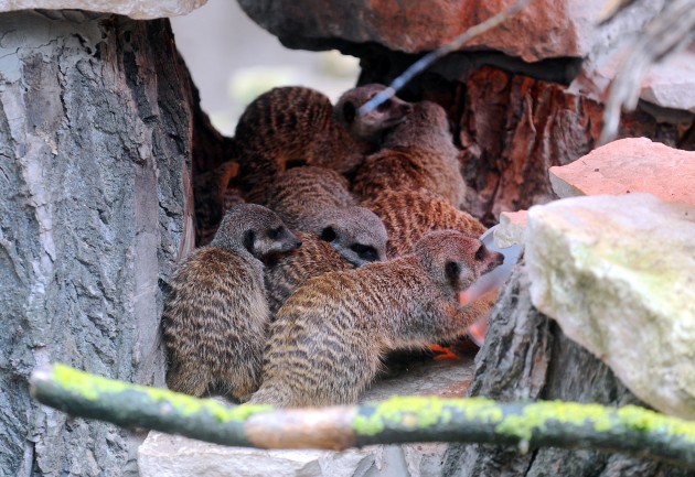 Atklāj surikatu jauno mītni Rīgas zoodārzā - 14