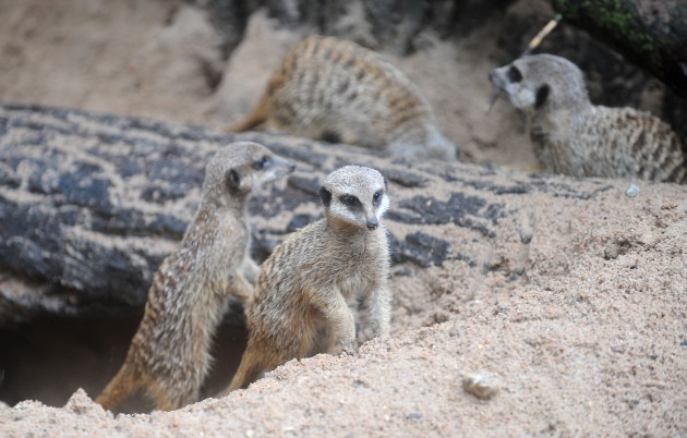 Atklāj surikatu jauno mītni Rīgas zoodārzā - 15