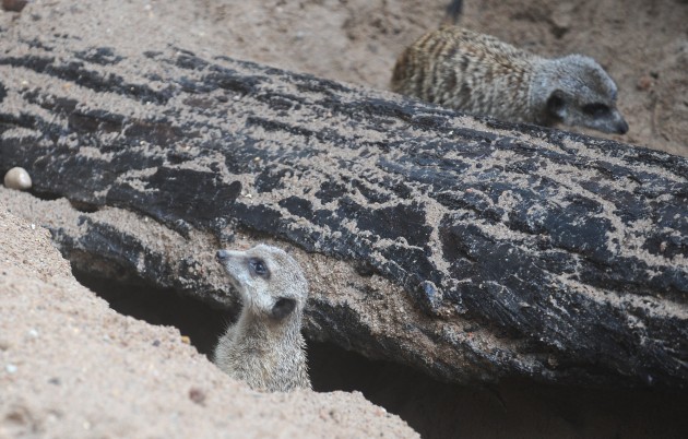 Atklāj surikatu jauno mītni Rīgas zoodārzā - 16