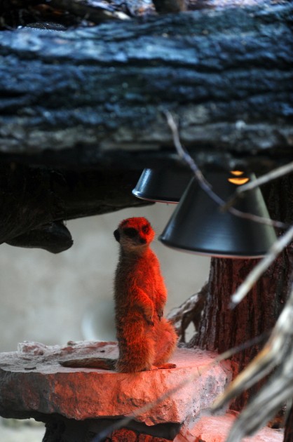 Atklāj surikatu jauno mītni Rīgas zoodārzā - 17