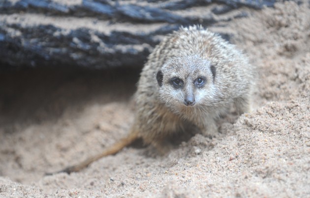 Atklāj surikatu jauno mītni Rīgas zoodārzā - 19