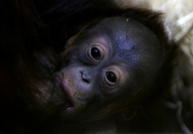 Orangutanu mazulis ar mammu - 7