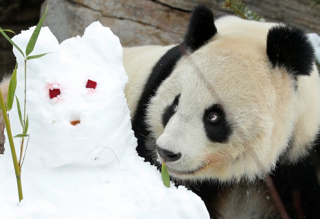 Panda un sniegavīrs - 1