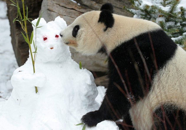 Panda un sniegavīrs - 2