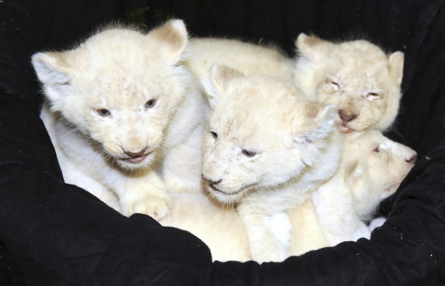 Retie baltie lauvēni - 1