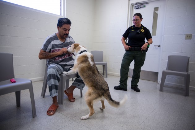 Maricopa Animal Safe Haven - 12