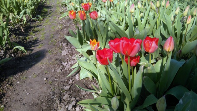 Burbišķu muižas dārzā zied tulpes - 13
