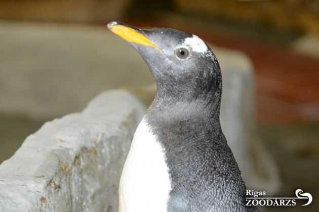 Pingvīni zoodārzā - 1