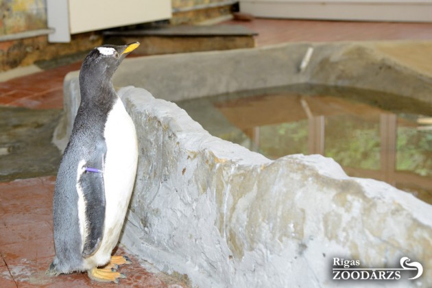Pingvīni zoodārzā - 2